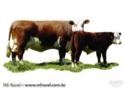 Cabanha Touro Passo - Reprodutores e Semen de Hereford Imagem Cabanha Touro Passo - Reprodutores e Semen de Hereford