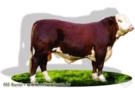 Cabanha Touro Passo - Reprodutores e Semen de Hereford Imagem Cabanha Touro Passo - Reprodutores e Semen de Hereford