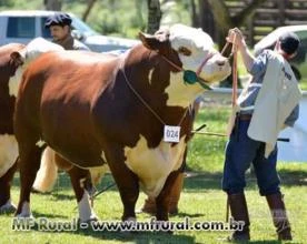 Cabanha  - Venda permanente de reprodutores e semen de Hereford