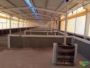 Estrutura pré-moldada para Barracão, Pocilga, Chiqueiro, Aviário, Compost barn e Living stock