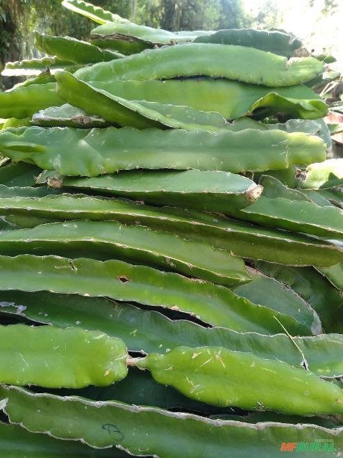 Mudas de Pitaya Roxa Auto Fértil Imagem Mudas de Pitaya Roxa Auto Fértil