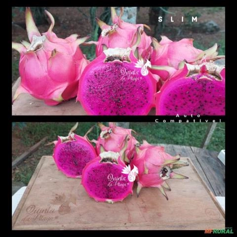 Imagem Mudas de Pitaya Roxa Auto Fértil Imagem Mudas de Pitaya Roxa Auto Fértil