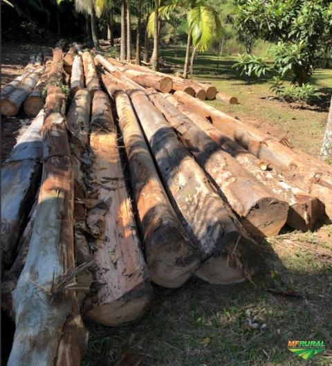 Toras de Eucalipto Saligna Clonado Imagem Toras de Eucalipto Saligna Clonado