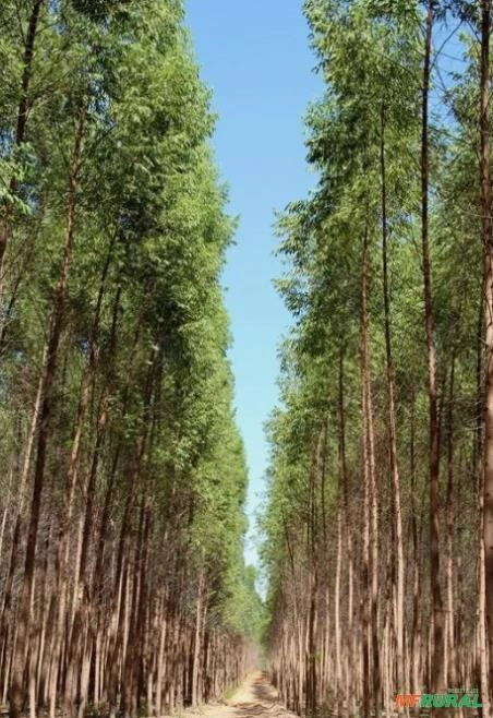 Compro Eucalipto Citriodora Imagem Compro Eucalipto Citriodora