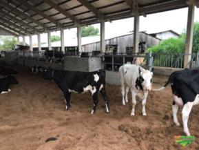 Galpão para gado leiteiro, pocilgas, armazenagem - Compost Barn