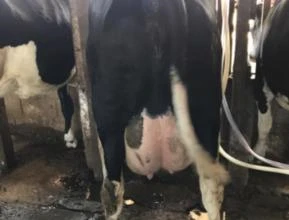 Vacas em lactação
