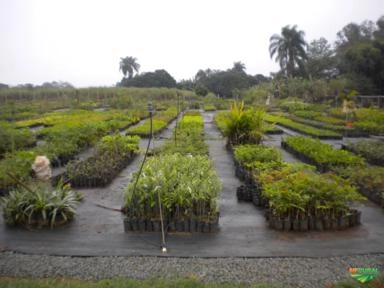 MUDAS DE ARVORES NATIVAS Imagem MUDAS DE ARVORES NATIVAS