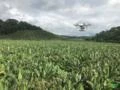 SERVIÇOS DE PULVERIZAÇÃO AGRÍCOLA COM DRONES