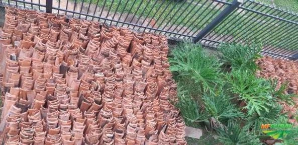 Telhas Coloniais Usadas em Santa Maria DF à venda. Compre direto 364119