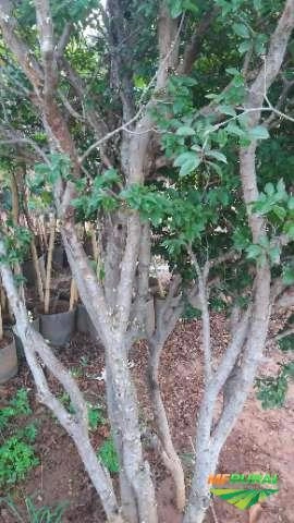 Mudas Jabuticaba Sabará Imagem Mudas Jabuticaba Sabará