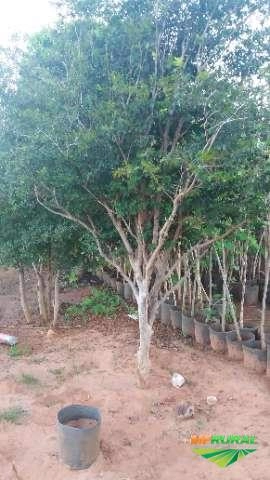 Imagem Mudas Jabuticaba Sabará Imagem Mudas Jabuticaba Sabará