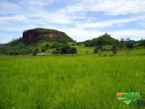 FAZENDA PARA PECUÁRIA  COM 2508 HECTÁRES NA  REGIÃO DE RONDONÓPOLIS  -MT