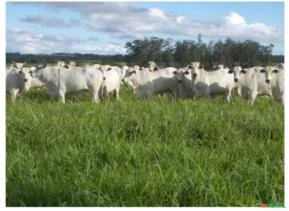 VENDO EXCELENTE FAZENDA COM 1.825 HECTARES  PARA PECUARIA - REGIÃO DE MIRANDA - MS