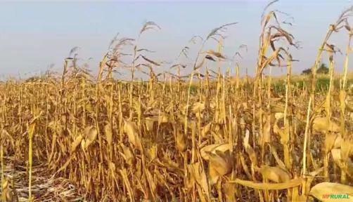 VENDO EXCELETE FAZENDA DE LAVOURA COM 267HECTARES EM NOVA ALVORADA DO SUL -MS