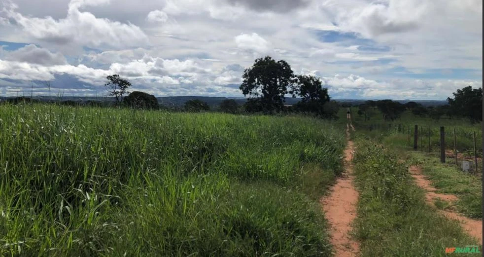 VENDO EXCELENTE FAZENDA PRONTA NA  PECUÁRIA COM 380 HA NA REGIÃO DE RIBAS DO RIO PARDO - MS