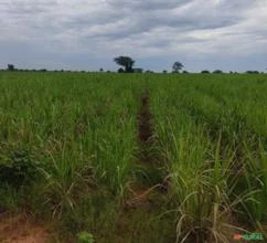 VENDO EXCELENTE FAZENDA COM 1.432 HECTARES  NA REGIÃO DE PANORAMA-SP