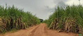 FAZENDA REGIÃO DE PRESIDENTE PRUDENTE - SP COM 480 HECTARES