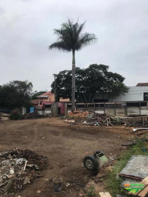 Palmeira a venda Imagem Palmeira a venda