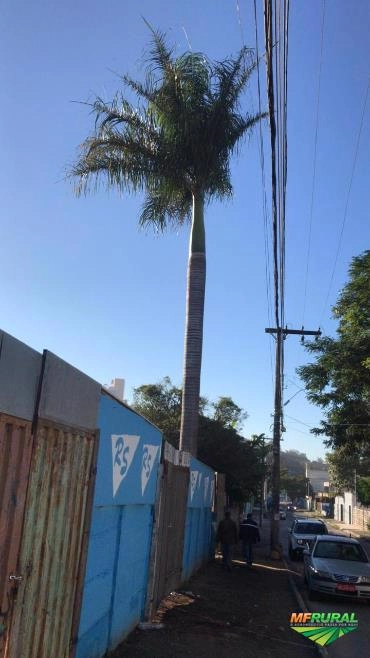Imagem Palmeira a venda Imagem Palmeira a venda