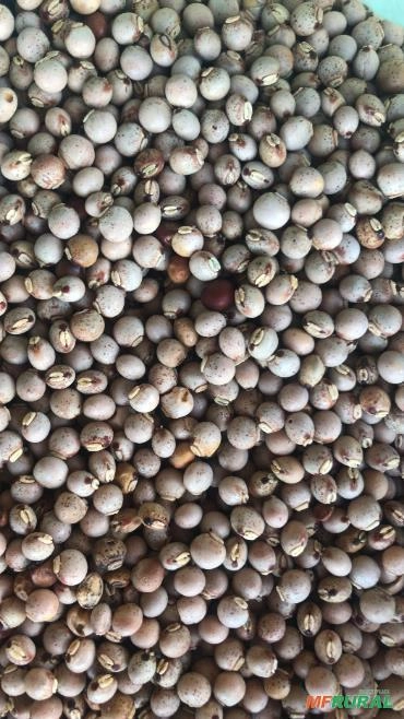 GUANDU MANDARIM Imagem GUANDU MANDARIM