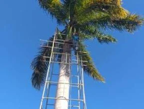 Palmeira imperial 14 metros