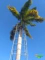 Palmeira imperial 14 metros Imagem Palmeira imperial 14 metros