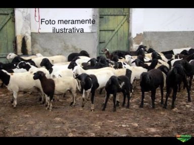 Compro borregos recém desmamado Imagem Compro borregos recém desmamado