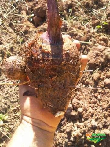 Inhame Imagem Inhame