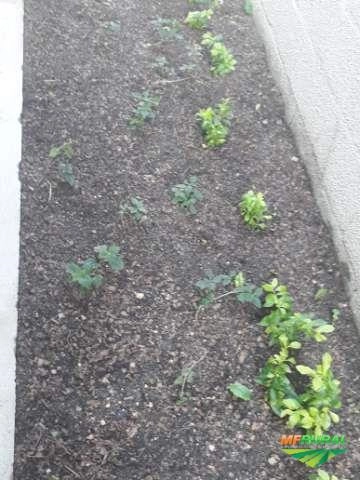 Terra Adubada saco de 25KG Imagem Terra Adubada saco de 25KG