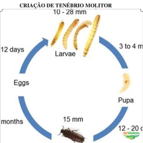 larva de tenébrio molitor