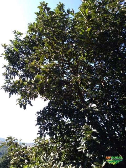Imagem Mudas de Abacate Imagem Mudas de Abacate
