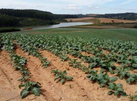 FAZENDA 200 ALQUEIRES / REGIÃO DE SENADOR AMARAL, MG