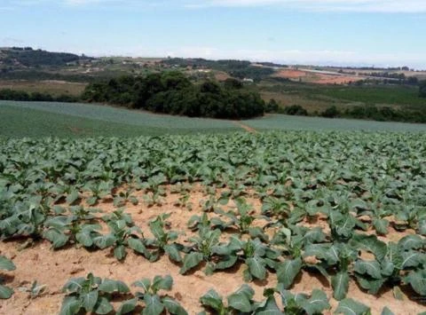 FAZENDA 200 ALQUEIRES / REGIÃO DE SENADOR AMARAL, MG