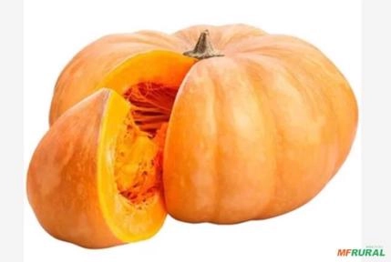 COMPRO ABÓBORA Imagem COMPRO ABÓBORA