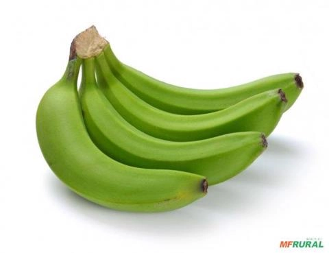COMPRO BANANA VERDE Imagem COMPRO BANANA VERDE