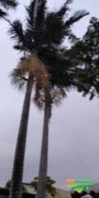 Palmeira Imperial Dupla