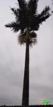 Palmeira imperial