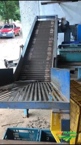 Máquina selecionadora de tomate grape Imagem Máquina selecionadora de tomate grape