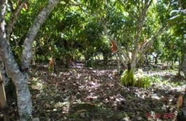Fazenda de Cacau à Venda na Bahia - 278 hectares