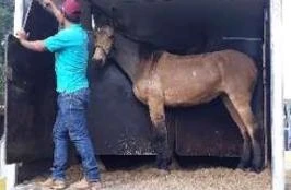 Transporte de cavalos para todo Brasil
