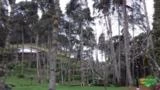 Vende-se 300 árvores Pinus Elliottiis e Cedrinho de reflorestamento