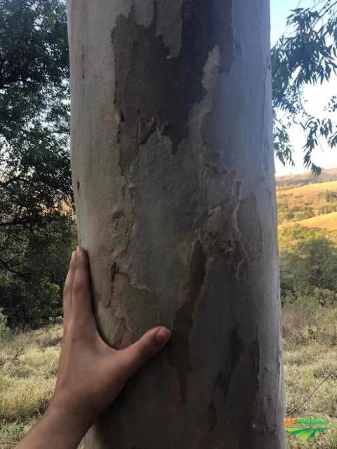 Vendo 10mil pés de Eucalipto com 8 anos de idade