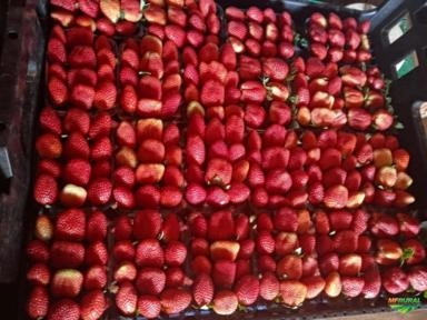 Morangos Selecionados Imagem Morangos Selecionados