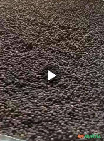 PIMENTA DO REINO Imagem PIMENTA DO REINO