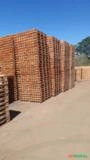 Eucalipto e Pallet Imagem Eucalipto e Pallet