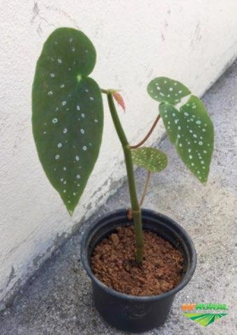 Imagem Jabuticabeira 20 anos de idade Imagem Jabuticabeira 20 anos de idade