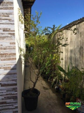 Imagem Jabuticabeira 20 anos de idade Imagem Jabuticabeira 20 anos de idade