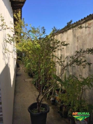 Jabuticabeira 20 anos de idade Imagem Jabuticabeira 20 anos de idade