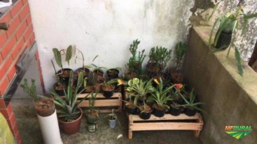 Imagem Jabuticabeira 20 anos de idade Imagem Jabuticabeira 20 anos de idade