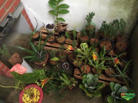 Imagem Jabuticabeira 20 anos de idade Imagem Jabuticabeira 20 anos de idade